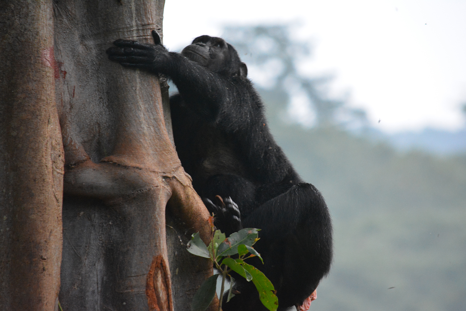 A chimp climbing a tree