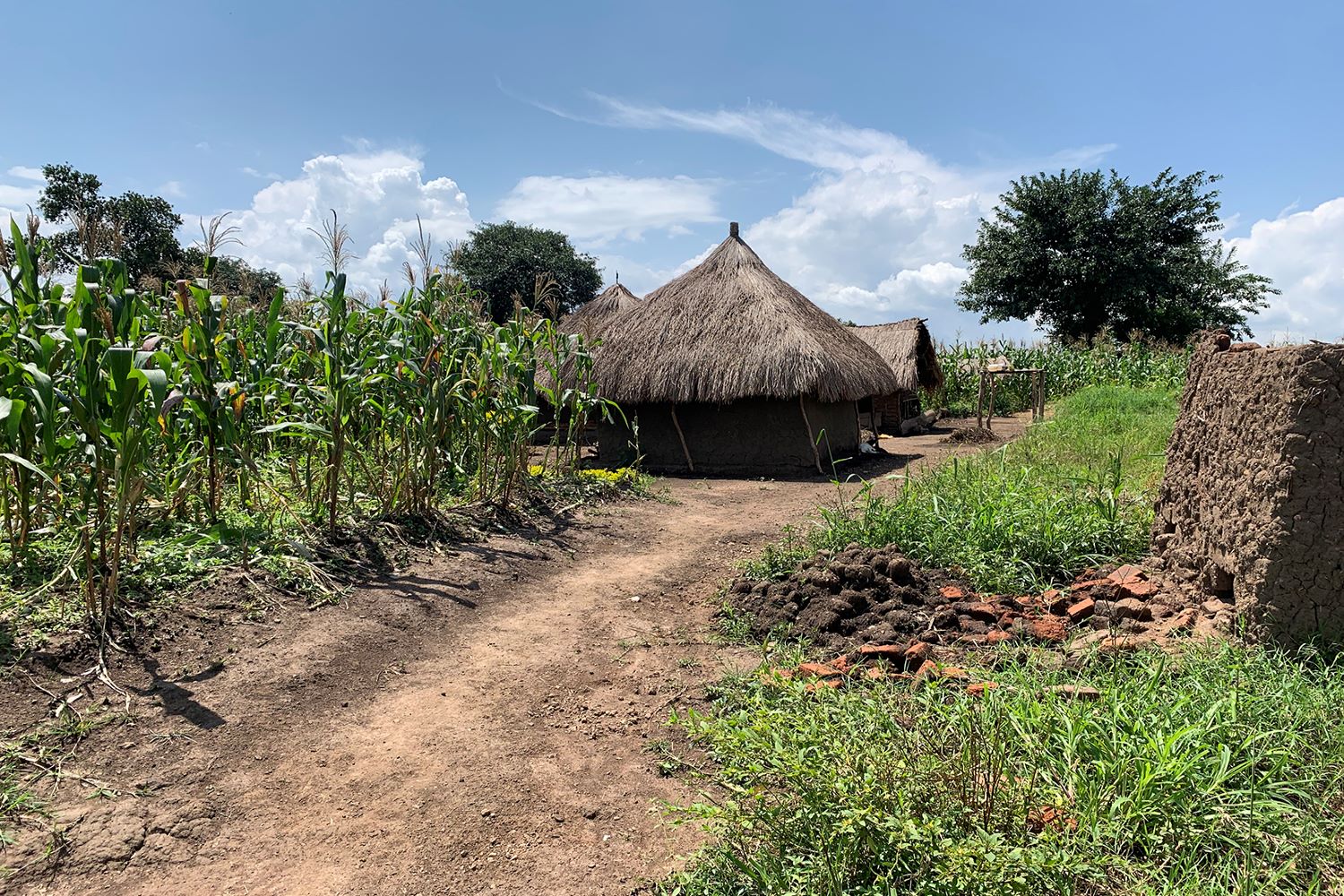 Dirt road leading to a rural village in Uganda