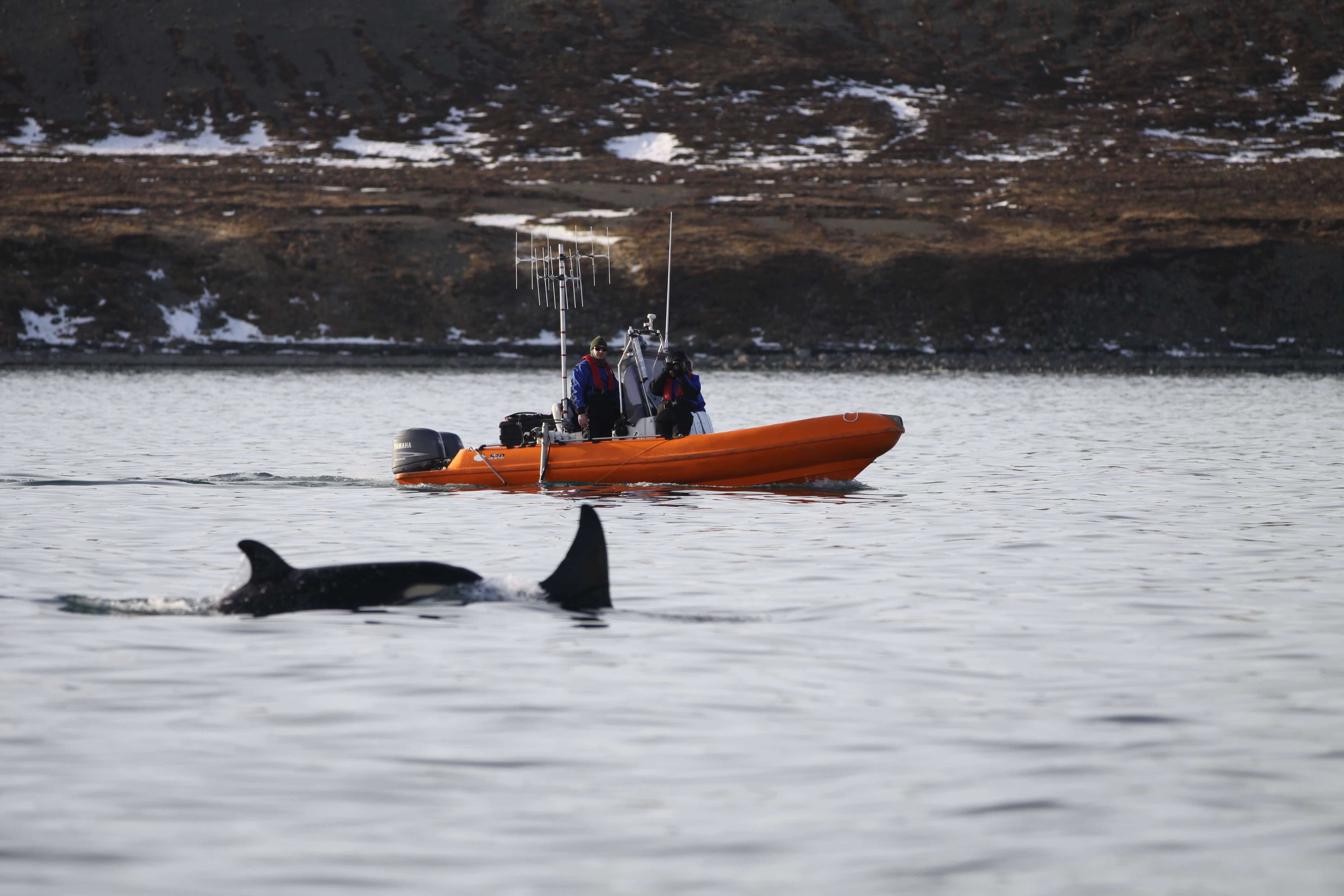 Researchers with killer whale