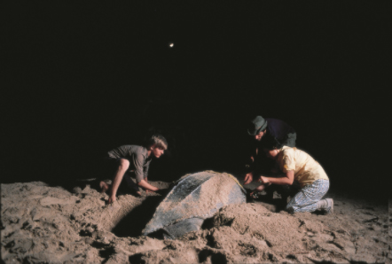 Earthwatch volunteers collect data from a nesting leatherback.