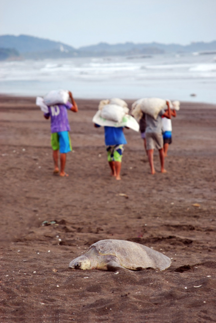 Olive ridley egg harvesting in Costa Rica