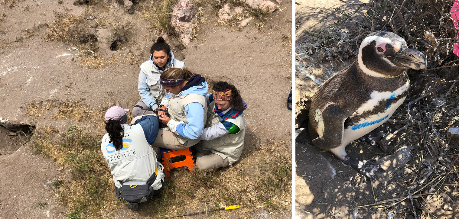 The team works to deploy a GPS device onto a penguin. / A male penguin that has been marked by researchers after nest checks.