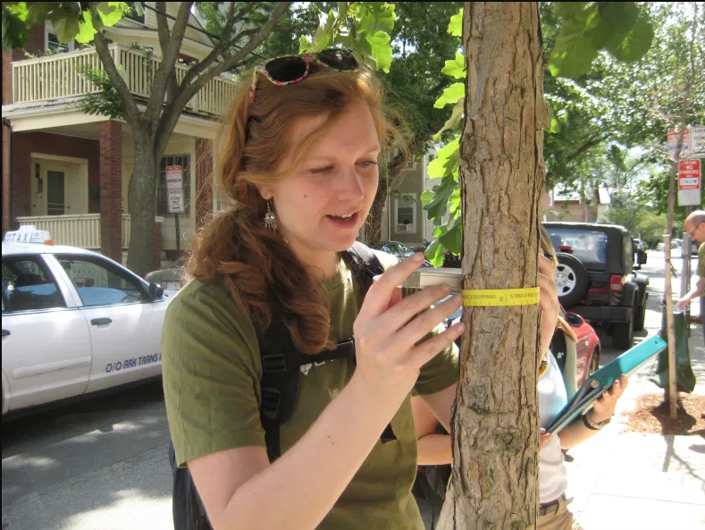 An Earthwatch volunteer measures a tree in Cambridge, MA.