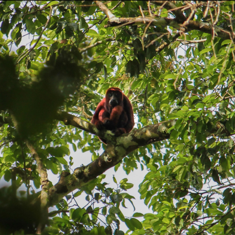 Peruvian wildlife as seen on Earthwatch Expedition, Amazon Riverboat Exploration