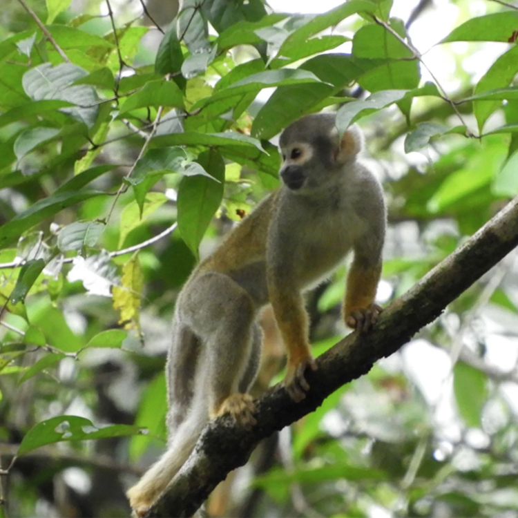 Squirrel monkey as seen on Earthwatch expedition, Amazon Riverboat Exploration