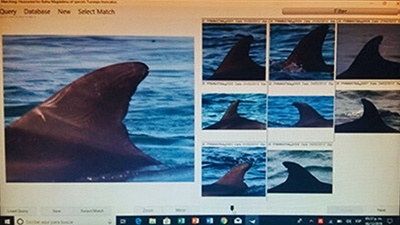 A computer screen depicting several photos dolphin fins taken for identification purposes.