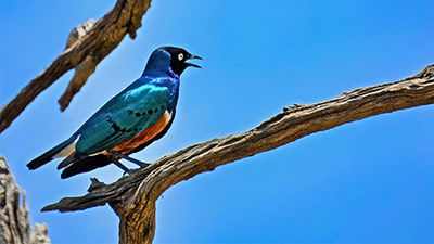 A superb starling (Lamprotornis superbus) sitting on a branch in Kenya.