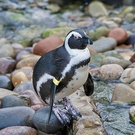 African penguin (Spheniscus demersus), also known as Cape penguin or South African penguin