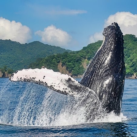 A humpback whale (Megaptera novaeangliae) in Costa Rica.
