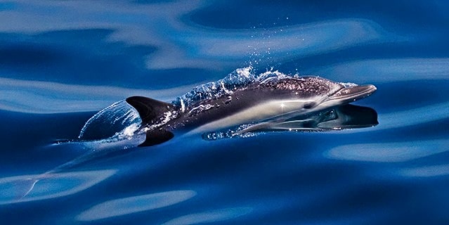 A short-beaked common dolphin in the ocean