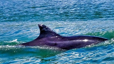 A Common bottlenose dolphin (Tursiops truncatus) 