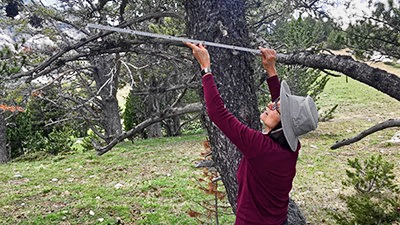 A participant measures the length of a pine tree branch (C) Kyle Gaw