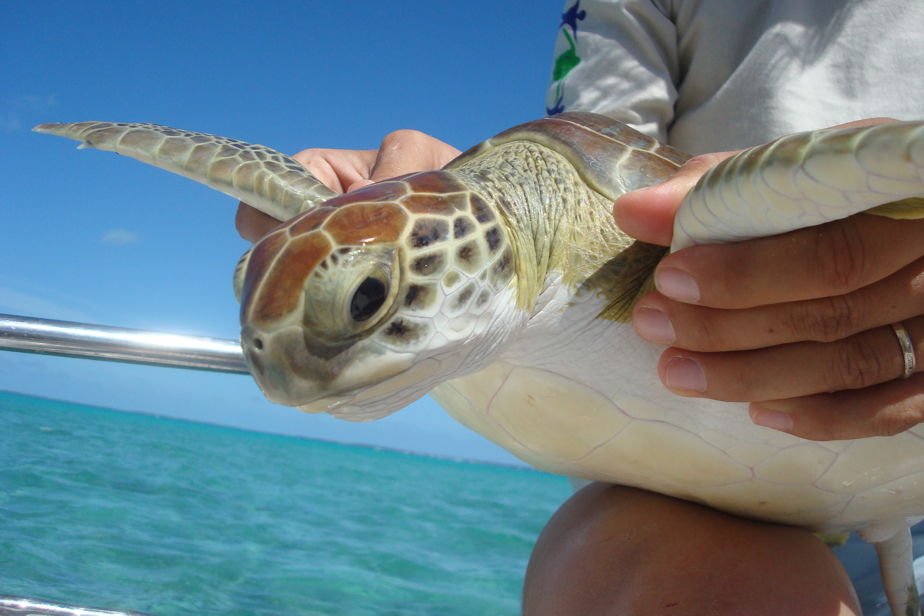 An Earthwatch volunteer holding a sea turtle.