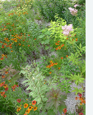 Choose your soil and plants carefully, so your rain garden functions properly.