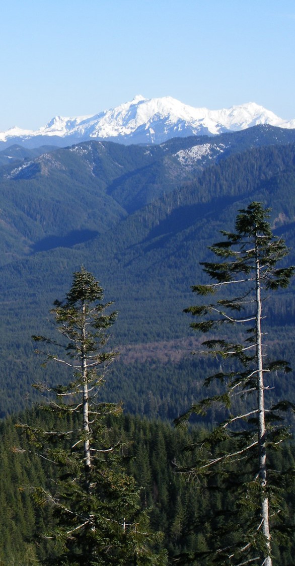 View of the Olympic Experimental State Forest