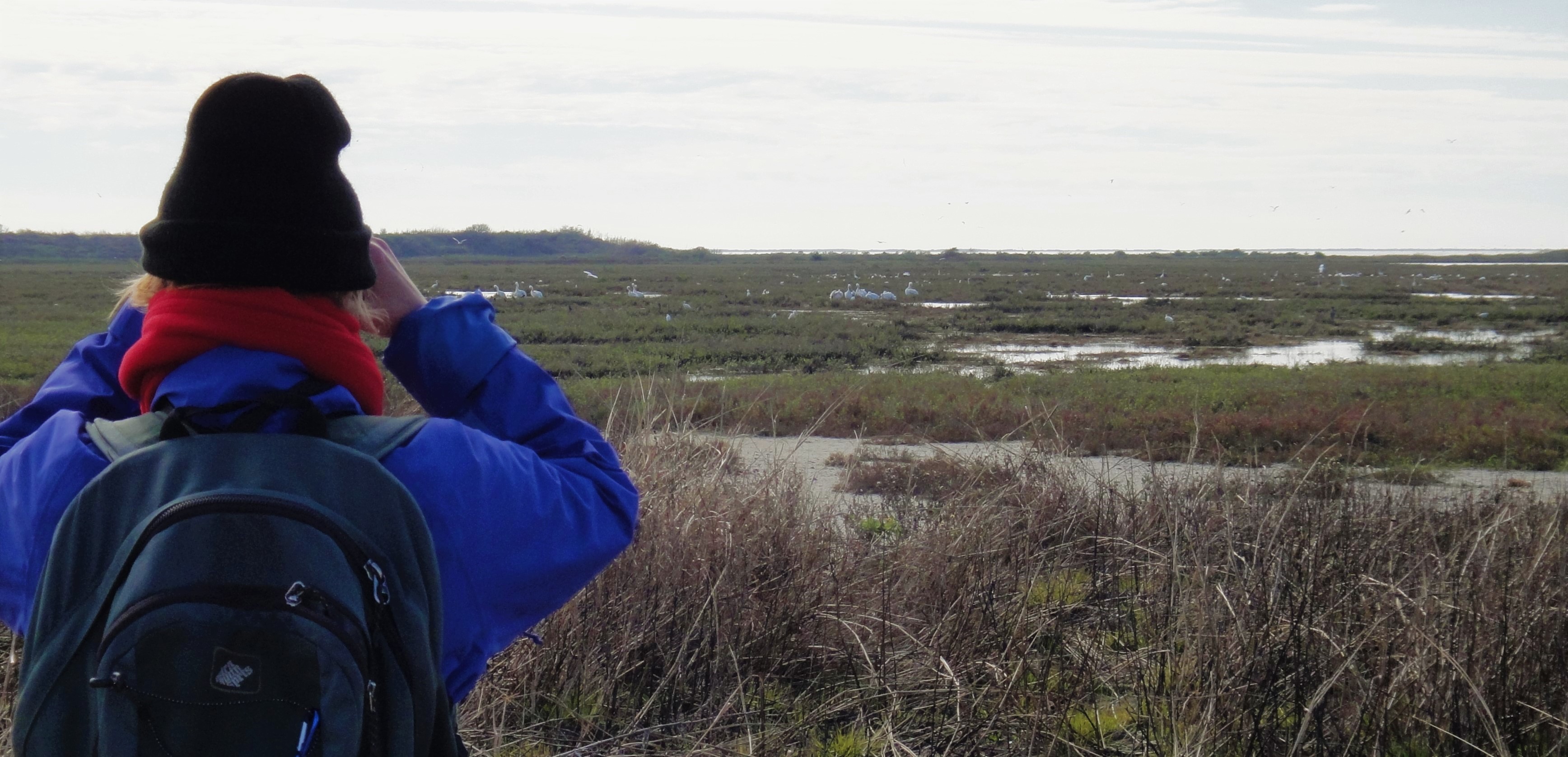 Observing whooping cranes