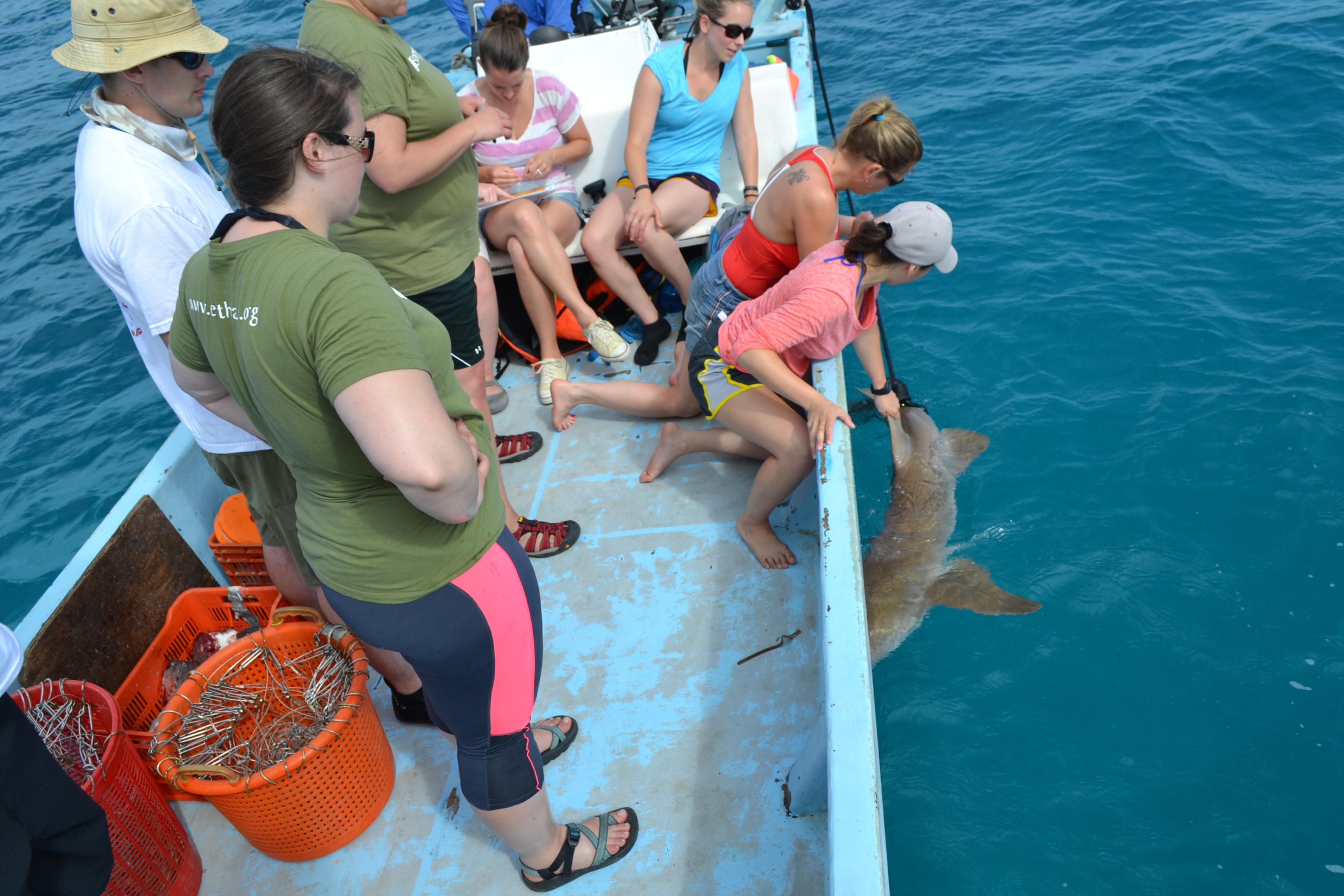 Teen Earthwatch volunteers helping to catch and tag sharks.