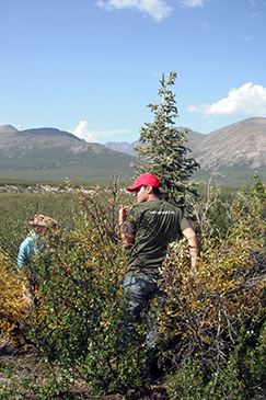 volunteers studying climate change in the mackenzie mountains