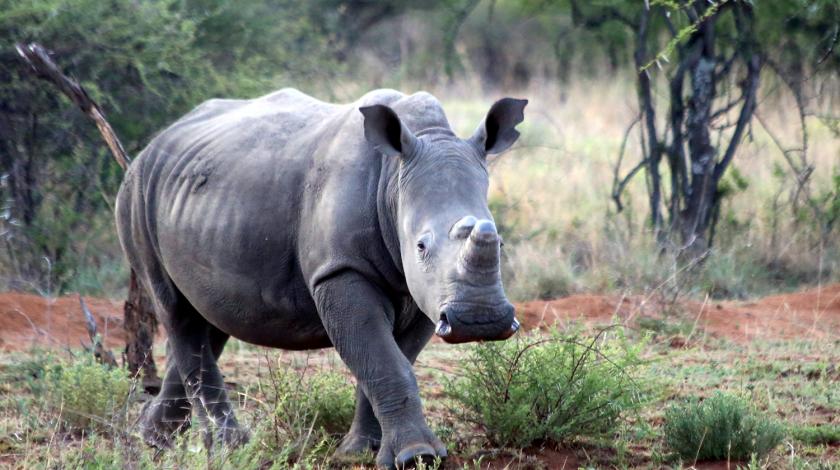 A large white rhino (C) Alex Kallend