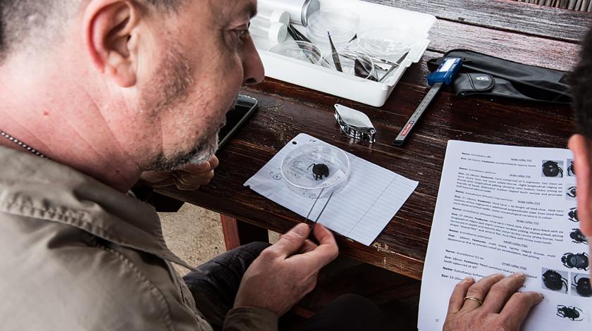 A volunteer analyzes an insect specimen (C) John Lechner