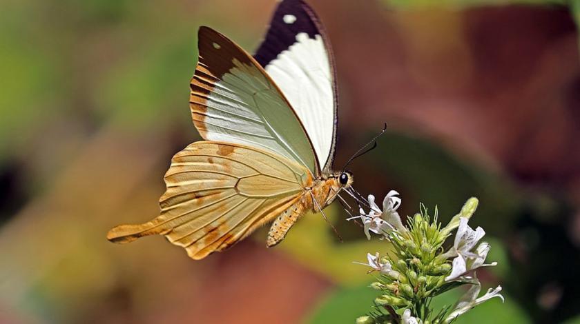 Male African swallowtail butterfly 