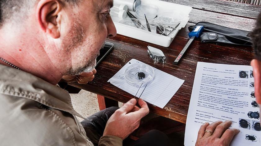 A volunteer analyzes an insect specimen (C) John Lechner 