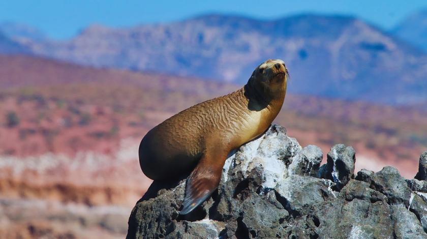 A California sea lion (Zalophus californianus) sitting on a rock in the Baja Peninsula