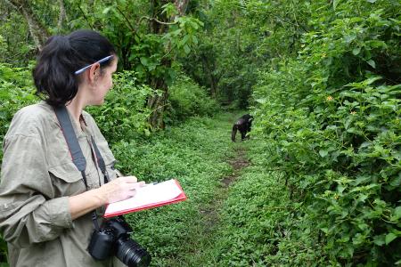  An Earthwatch volunteer recording chimpanzee behavior (Credit Dustin Colson).