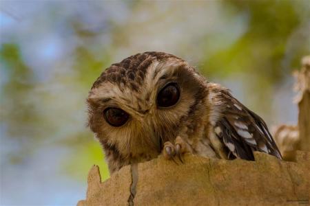 A bare-legged owl peering from the edge of a tree stump
