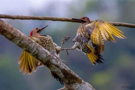 Two yellow shafted flickers