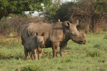 A female white rhino and her calf (C) Lynne MacTavish