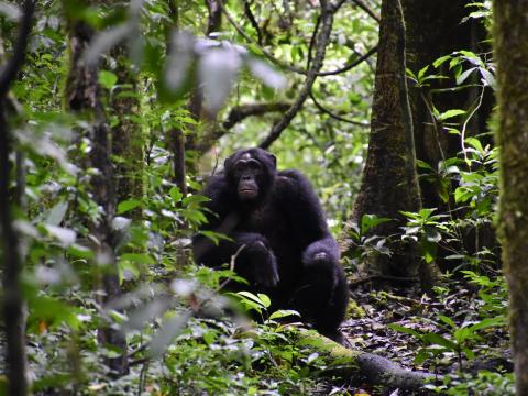 A chimpanzee in the forests of Uganda