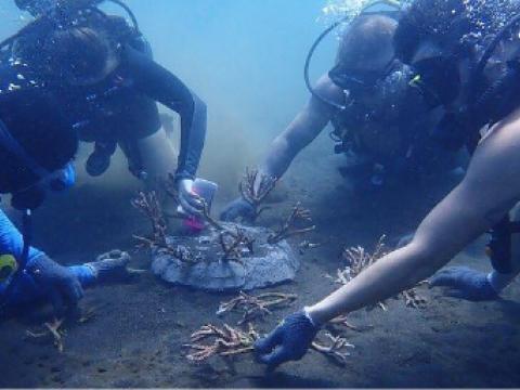 Coral transplantation dive: Myself (far left) leading a team of volunteers to transplant branching coral fragments onto recently deployed artificial reef structures. 