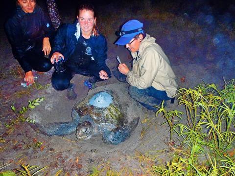 Chelsea Brockway on the beach with two other people conducting research on a sea turtle.