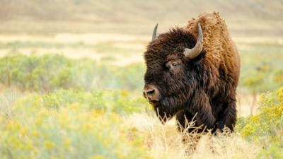 bison | Earthwatch