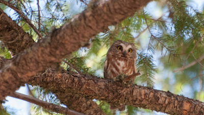 A forest owl perched in a tree.