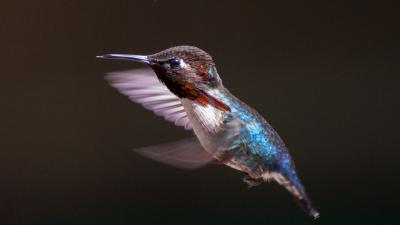 A humming bird in Cuba | Earthwatch