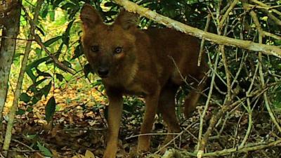 A dhole peaking through the jungle brush