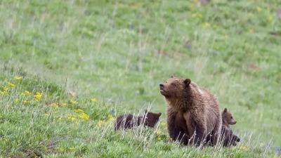 A female grizzly with her two cubs.