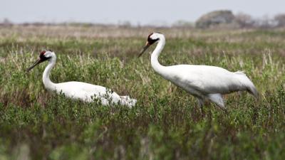 Two whooping cranes in Texas