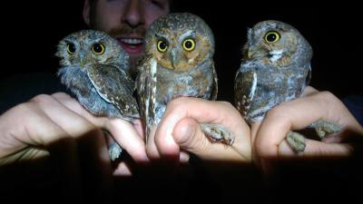 Earthwatch Blog Article: Following Forest Owls and Traveling Teachers in Arizona