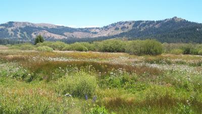 Earthwatch Blog Article:A Week Spent Restoring Sierra Nevada’s Meadows
