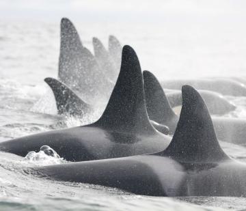 Killer whales | Earthwatch