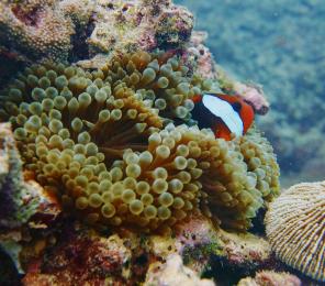Coral reefs face a growing number of threats, from climate change and storm damage to sediment and nutrient run-off.
