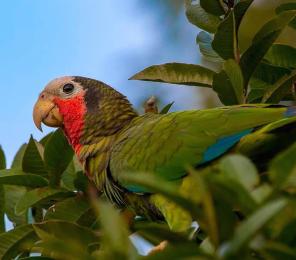 A brightly colored parrot in a tree
