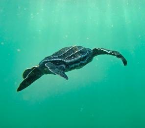 A leatherback sea turtle (Dermochelys coriacea) seen on Earthwatch expedition Costa Rican Sea Turtles.