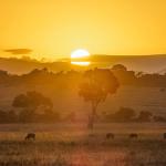 The Masai Mara at Sunset