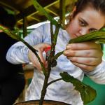 Volunteer assessing tropical vegetation growth