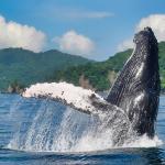 A humpback whale (Megaptera novaeangliae) in Costa Rica