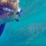 A woman snorkeling next to a whale shark so she can take photos to be used to identify individual whale sharks